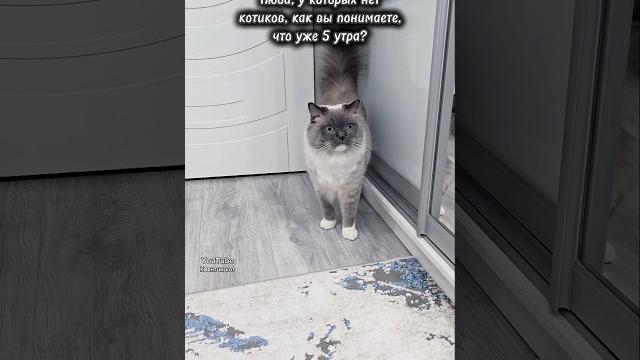 Доброе утро, ребята! Всем подъём Доброе утро, ребята! Всем подъём
