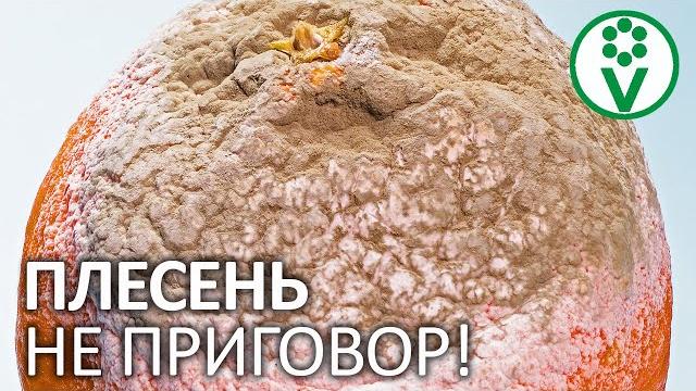 ИСПОРЧЕННОЕ ВАРЕНЬЕ ЗАСЛУЖИВАЕТ ВТОРОЙ ШАНС! Как использовать испорченные фрукты и закатки? ИСПОРЧЕННОЕ ВАРЕНЬЕ ЗАСЛУЖИВАЕТ ВТОРОЙ ШАНС! Как использовать испорченные фрукты и закатки?