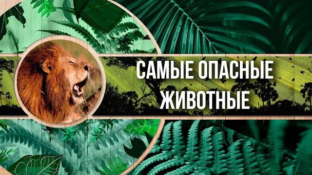 Самые опасные животные | Топ 10 Самые опасные животные | Топ 10