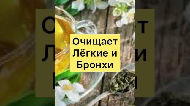Чем Полезен Жасминовый Чай? Чем Полезен Жасминовый Чай?