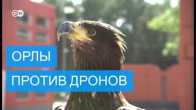 Орлы против дронов Орлы против дронов