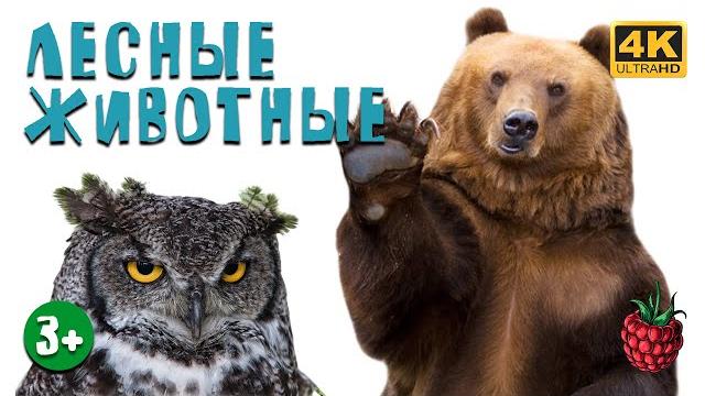 ЛЕСНЫЕ ЖИВОТНЫЕ для детей ЛЕСНЫЕ ЖИВОТНЫЕ для детей