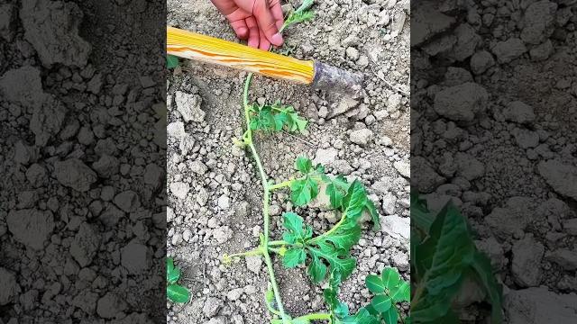 Watermelon vine pressing: Promotes rooting, vine growth, and fruit quality—key to high-yield farming Watermelon vine pressing: Promotes rooting, vine growth, and fruit quality—key to high-yield farming