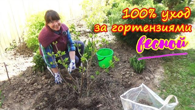 Сделайте это с ГОРТЕНЗИЯМИ весной и ждите пышного цветения! Сделайте это с ГОРТЕНЗИЯМИ весной и ждите пышного цветения!