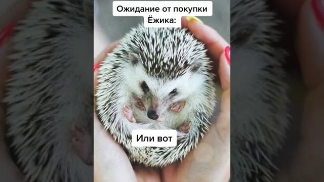 Ожидание от покупки Ежика #еж #ёжик #питомец Ожидание от покупки Ежика #еж #ёжик #питомец