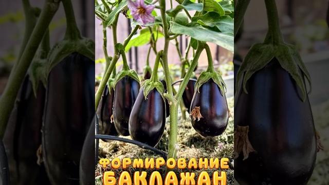 Как правильно выращивать урожай баклажан, пасынковать и формировать баклажаны в теплице? Формировка Как правильно выращивать урожай баклажан, пасынковать и формировать баклажаны в теплице? Формировка
