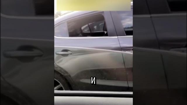 Лучшее Видео с Собакой ️ Лучшее Видео с Собакой ️