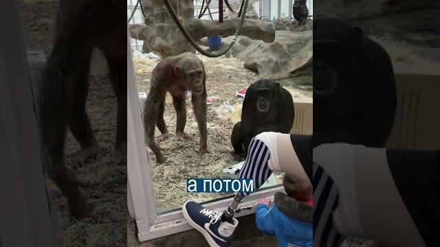 Обезьяны впервые видят протез ноги: кто на кого пришёл посмотреть? Обезьяны впервые видят протез ноги: кто на кого пришёл посмотреть?