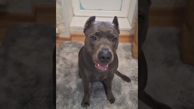 #Питбуль скандал из за вкусняшек #апбт #apbt # #pitbulllove #крым #shorts #рекомендации #топ #видео #Питбуль скандал из за вкусняшек #апбт #apbt # #pitbulllove #крым #shorts #рекомендации #топ #видео