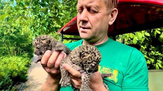 Мама леопард РВАНУЛА на Олега Зубкова и схватила его телефон, такой кошке лучше в лапы НЕ ПОПАДАТЬСЯ Мама леопард РВАНУЛА на Олега Зубкова и схватила его телефон, такой кошке лучше в лапы НЕ ПОПАДАТЬСЯ