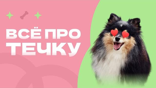 Что такое течка, как пережить эструс Что такое течка, как пережить эструс