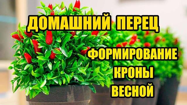 Домашний перец Весенняя формировка кроны многолетних комнатных перцев в домашних условиях Домашний перец Весенняя формировка кроны многолетних комнатных перцев в домашних условиях