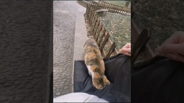 Добро понятно на всех языках... #shorts #приколы Добро понятно на всех языках... #shorts #приколы