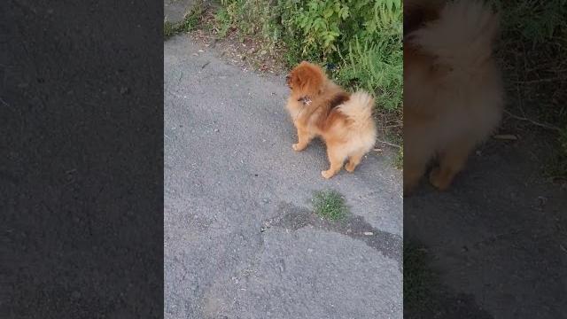 шпиц #приколы #шпиц #собака шпиц #приколы #шпиц #собака