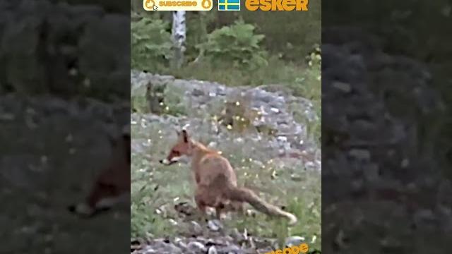 Dumping a Fox - A Swedish Cabin on an Esker Dumping a Fox - A Swedish Cabin on an Esker