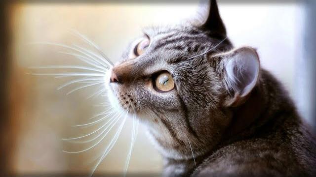 ЗАЧЕМ КОШКАМ УСЫ? ЗАЧЕМ КОШКАМ УСЫ?