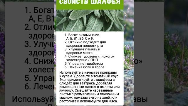 Шалфей.. полезно знать Шалфей.. полезно знать