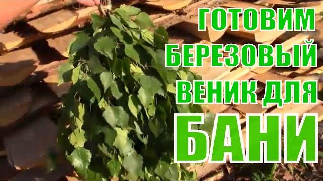 Просто и легко вяжем берёзовый веник для бани. Банный веник из берёзы. Заготовка веника в баню летом Просто и легко вяжем берёзовый веник для бани. Банный веник из берёзы. Заготовка веника в баню летом
