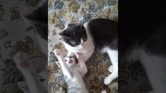 Кошка и котёнок. Воспитание Кошка и котёнок. Воспитание