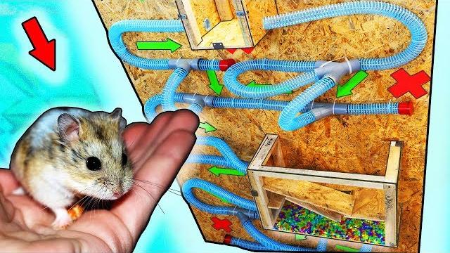 ГИГАНТСКИЙ ЛАБИРИНТИК для ХОМЯКОВ.... ГИГАНТСКИЙ ЛАБИРИНТИК для ХОМЯКОВ....