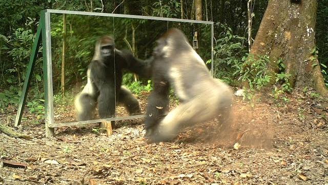 Gabon: A silverback gorilla tries to drive away his reflection from mirrors without look (challenge) Gabon: A silverback gorilla tries to drive away his reflection from mirrors without look (challenge)
