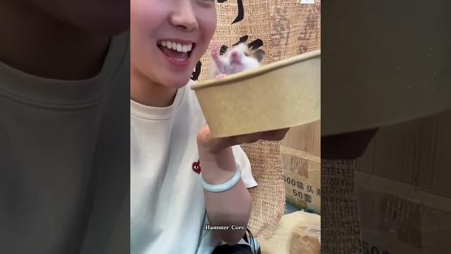 Funny hamster #funny Funny hamster #funny