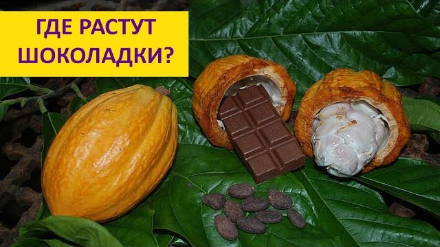 Откуда берется шоколад? Лиза Гальперина Откуда берется шоколад? Лиза Гальперина
