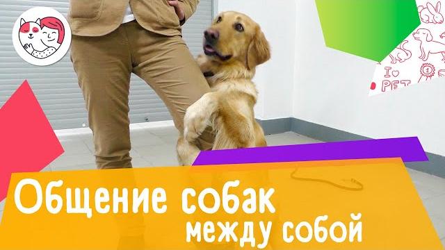 3 способа общения собак между собой 3 способа общения собак между собой