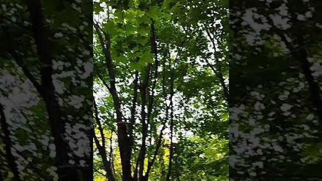 Все зеленое и птички щебечут. Все зеленое и птички щебечут.