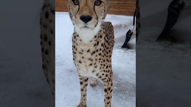 Как громко мурчит гепард! #animals #cat #cheetah Как громко мурчит гепард! #animals #cat #cheetah