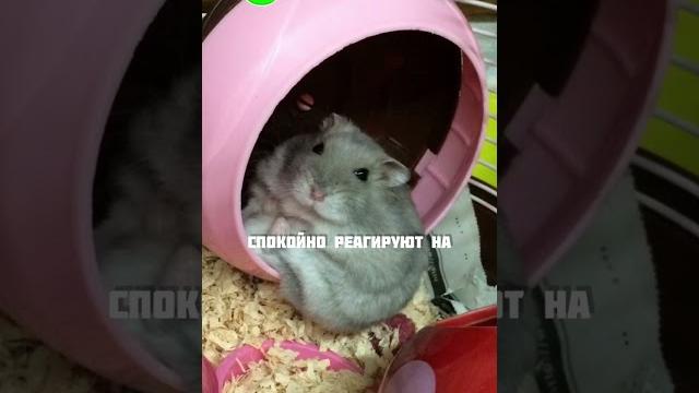 Видео с хомяками Кого выбрать джунгарского или сирийского хомяка? #яХрумка #хомяк #хомяки Видео с хомяками Кого выбрать джунгарского или сирийского хомяка? #яХрумка #хомяк #хомяки
