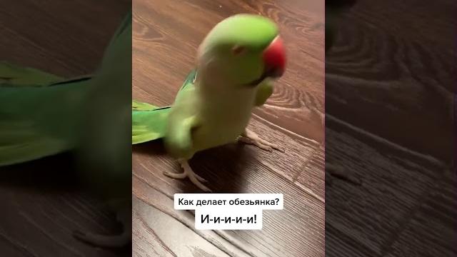 Говорящий попугай Ричи. Видели видео. Говорящий попугай Ричи. Видели видео.