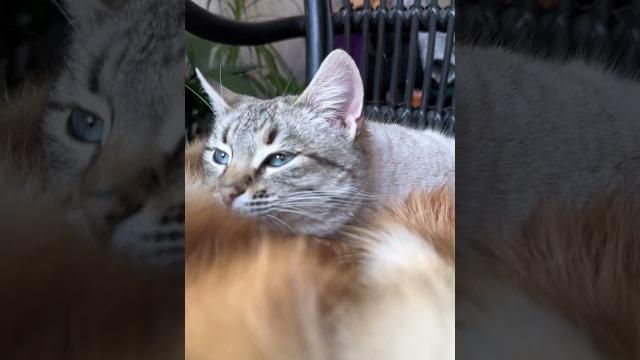 Зачем кошкам усы ️ Зачем кошкам усы ️