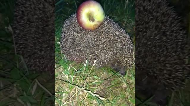 Ёжик с яблочком на спине Ёжик с яблочком на спине