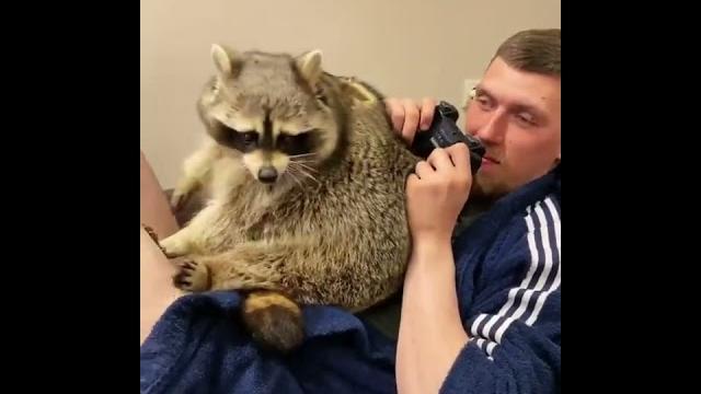 Енот Тёма очень мило просит почесать ему спинку Енот Тёма очень мило просит почесать ему спинку