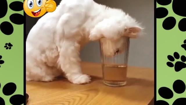 Смешные животные видео! Приколы с животными! Смешные коты. Смешные собаки. Милые животные. Animals Смешные животные видео! Приколы с животными! Смешные коты. Смешные собаки. Милые животные. Animals