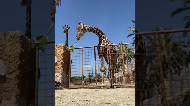 Hilarious Giraffe LIFTS Kid Off Ground! Hilarious Giraffe LIFTS Kid Off Ground!