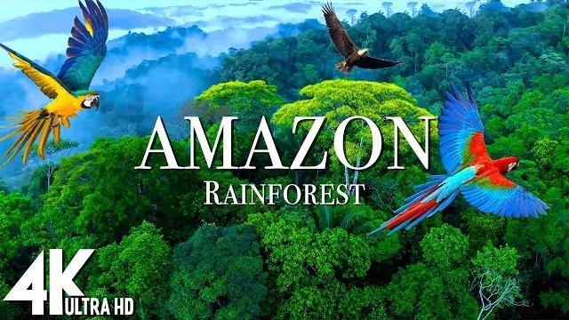 Amazon 4k - The World’s Largest Tropical Rainforest | Relaxation Film with Calming Music Amazon 4k - The World’s Largest Tropical Rainforest | Relaxation Film with Calming Music