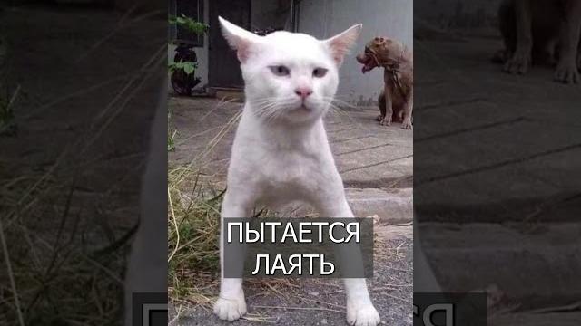 Кот думает, что он ПИТБУЛЬ Кот думает, что он ПИТБУЛЬ