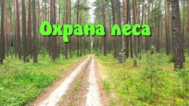 Охрана леса. Лесные богатства. Охрана леса. Лесные богатства.