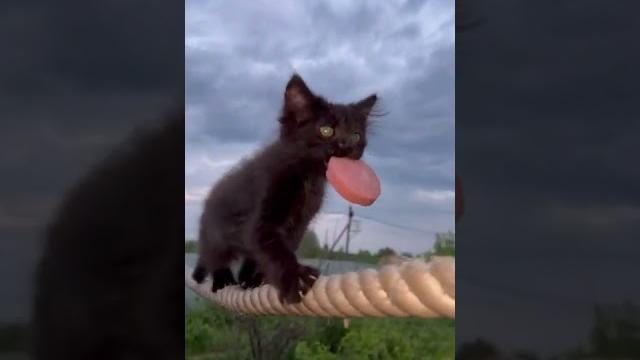 Чипусик учится носить в зубах добычу ⬛ #котенок Чипусик учится носить в зубах добычу ⬛ #котенок