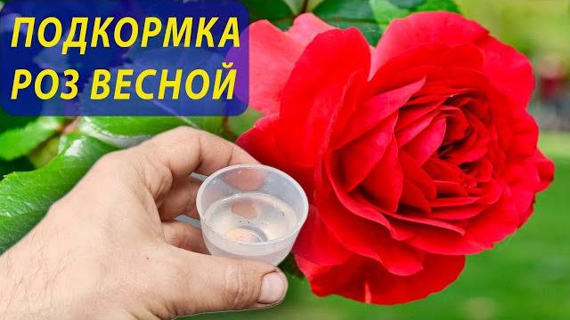 Розы будут цвести все лето после весенней подкормки этими двумя компонентами! Розы уход и подкормка. Розы будут цвести все лето после весенней подкормки этими двумя компонентами! Розы уход и подкормка.