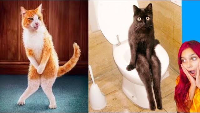 СМЕШНЫЕ КОТЫ СЛОМАЛИ ТИКТОК Коты и собаки! НЕ ЗАСМЕЙСЯ ЧЕЛЛЕНДЖ Funny Cats TikTok Валеришка СМЕШНЫЕ КОТЫ СЛОМАЛИ ТИКТОК Коты и собаки! НЕ ЗАСМЕЙСЯ ЧЕЛЛЕНДЖ Funny Cats TikTok Валеришка