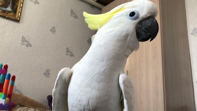 Говорящий попугай Какаду Говорящий попугай Какаду