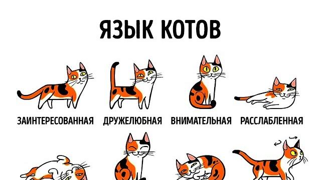 КАК НАЙТИ ОБЩИЙ ЯЗЫК СО СВОИМ КОТОМ КАК НАЙТИ ОБЩИЙ ЯЗЫК СО СВОИМ КОТОМ