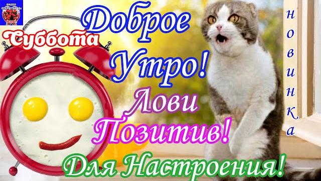 С Добрым Утром! Лови Для Настроения Позитив на Весь День! Прикольное видео! Друзьям! 2022 С Добрым Утром! Лови Для Настроения Позитив на Весь День! Прикольное видео! Друзьям! 2022