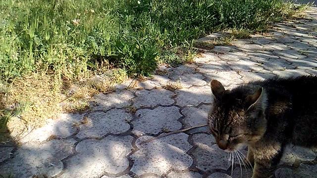 Как коты общаются между собой Как коты общаются между собой