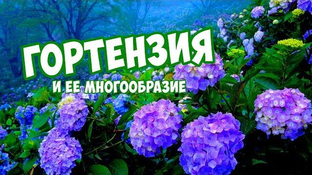 Гортензия видео обзор Хитсад ТВ. Гортензия видео обзор Хитсад ТВ.