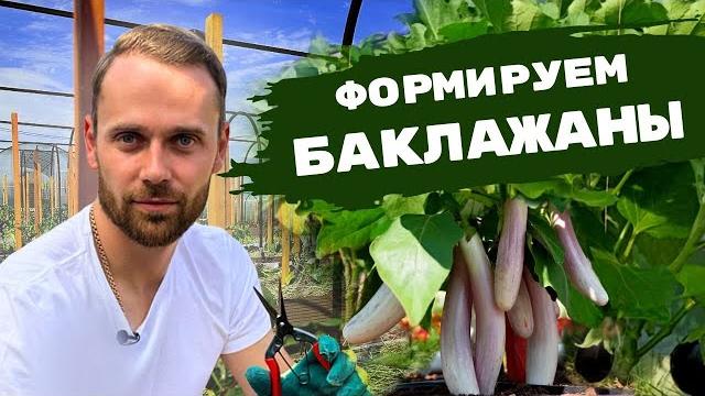 Все о формировании БАКЛАЖАНОВ | Безупречный парник своими руками. Мульчирование. Защита от болезней. Все о формировании БАКЛАЖАНОВ | Безупречный парник своими руками. Мульчирование. Защита от болезней.