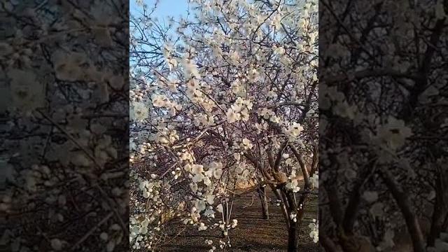 как цветёт миндаль как цветёт миндаль